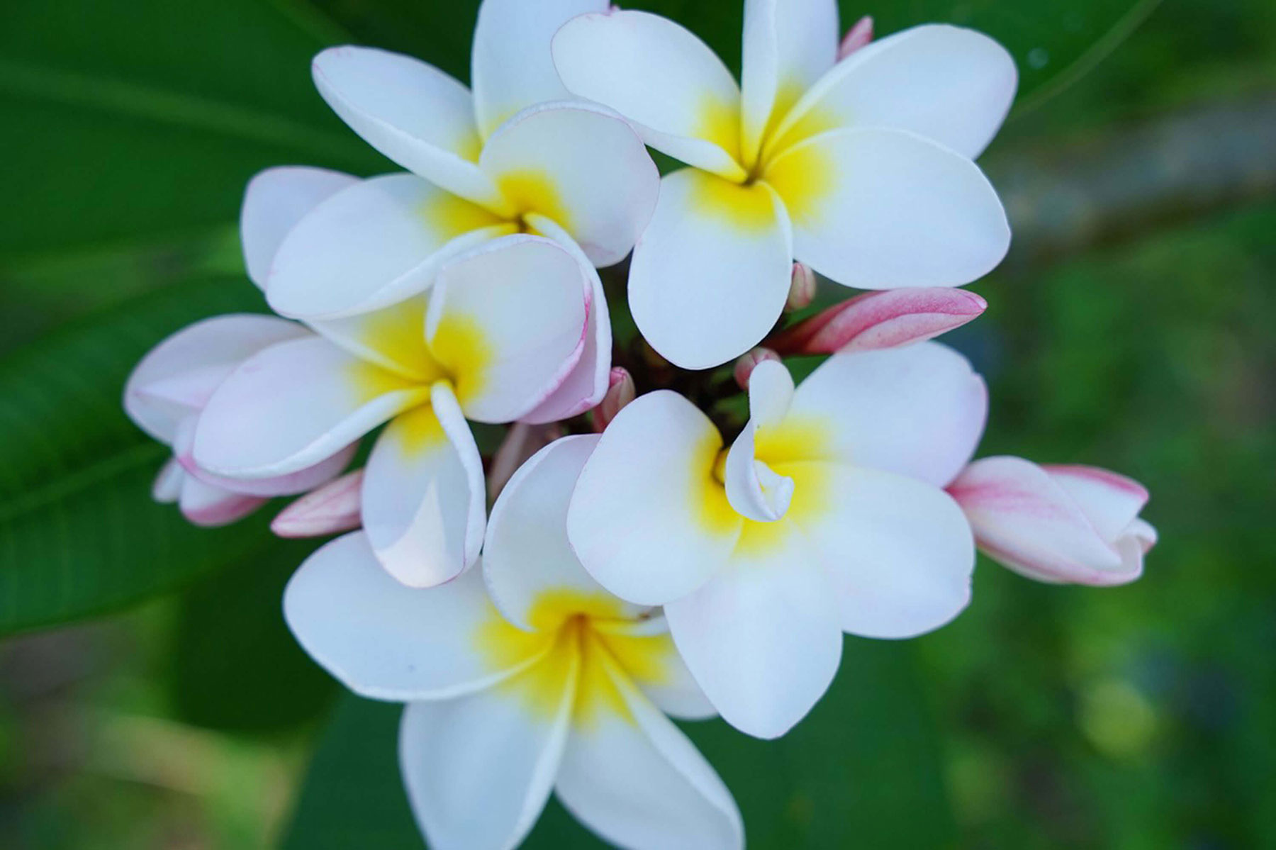 ホテル内には南国ならではの花々が咲いています