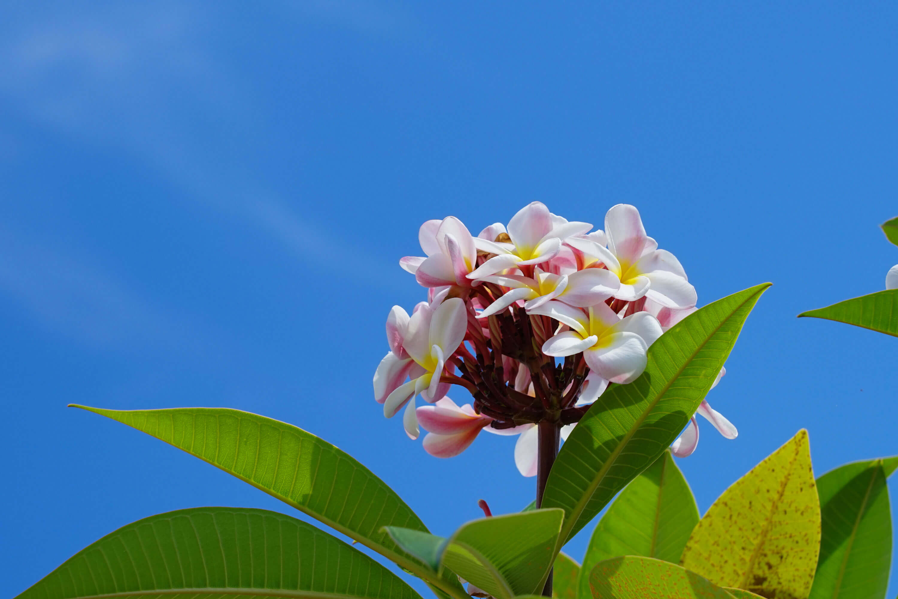 プールサイドには南国ならではの花々が咲いています